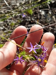 Calectasia narragara