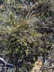 Calectasia narragara