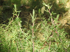 Suaeda australis