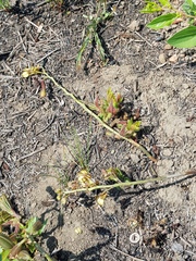 Eulophia clitellifera