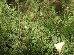 Suaeda australis