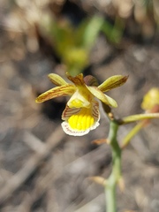 Eulophia clitellifera