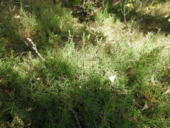 Suaeda australis