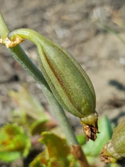 Eulophia clitellifera
