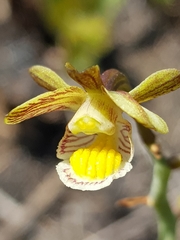 Eulophia clitellifera