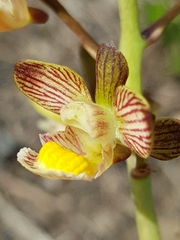 Eulophia clitellifera