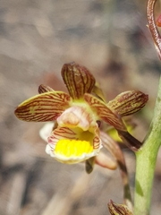 Eulophia clitellifera