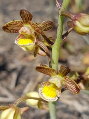Eulophia clitellifera