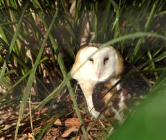 Tyto longimembris