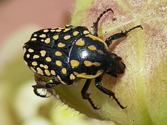 Oxythyrea testaceoguttata