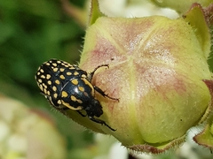 Oxythyrea testaceoguttata