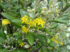 Corokia macrocarpa