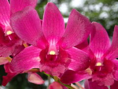 Dendrobium