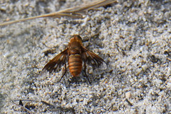 Ligyra ferrea