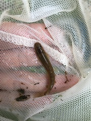 Oreonectes platycephalus