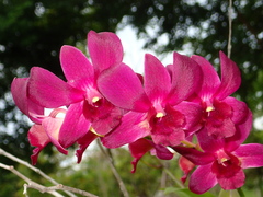 Dendrobium