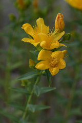 Hypericum olympicum