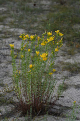 Hypericum olympicum
