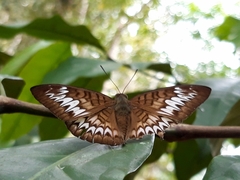 Tanaecia pelea