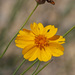 Thelesperma simplicifolium - Photo (c) Diana-Terry Hibbitts, alguns direitos reservados (CC BY-NC), uploaded by Diana-Terry Hibbitts