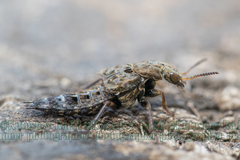 Ontholestes tessellatus