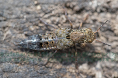 Ontholestes tessellatus