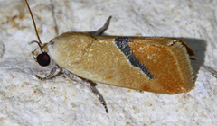 Ponometia venustula