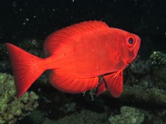 Heteropriacanthus fulgens