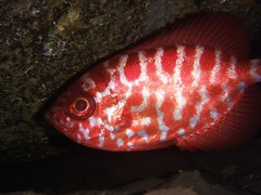 Heteropriacanthus fulgens