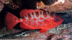Heteropriacanthus fulgens