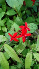 Crusea coccinea