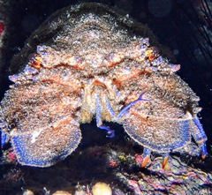 Scyllarides latus