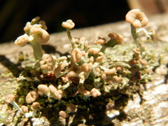 Cladonia botrytes
