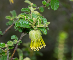 Diplolaena microcephala