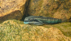 Sicyopterus longifilis