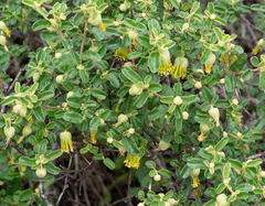 Diplolaena microcephala