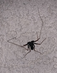 Paraphrynus carolynae