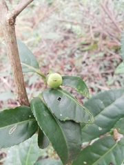 Camellia sinensis