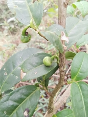 Camellia sinensis