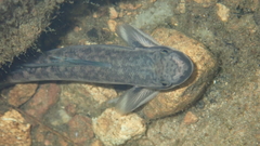 Sicyopterus longifilis