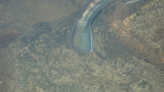 Sicyopterus longifilis