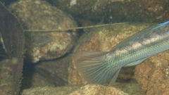 Sicyopterus longifilis