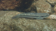Sicyopterus longifilis