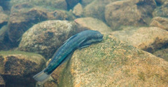 Sicyopterus longifilis