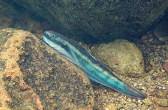 Sicyopterus longifilis