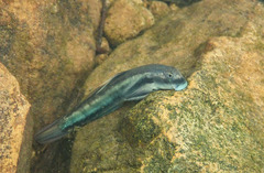 Sicyopterus longifilis