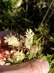 Petrophile macrostachya
