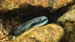 Sicyopterus longifilis