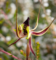 Caladenia exstans