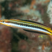 Piano Fangblenny - Photo (c) Erik Schlogl, some rights reserved (CC BY-NC), uploaded by Erik Schlogl
